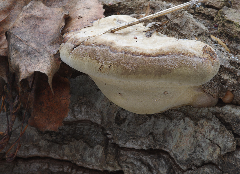 Phellinus populicola